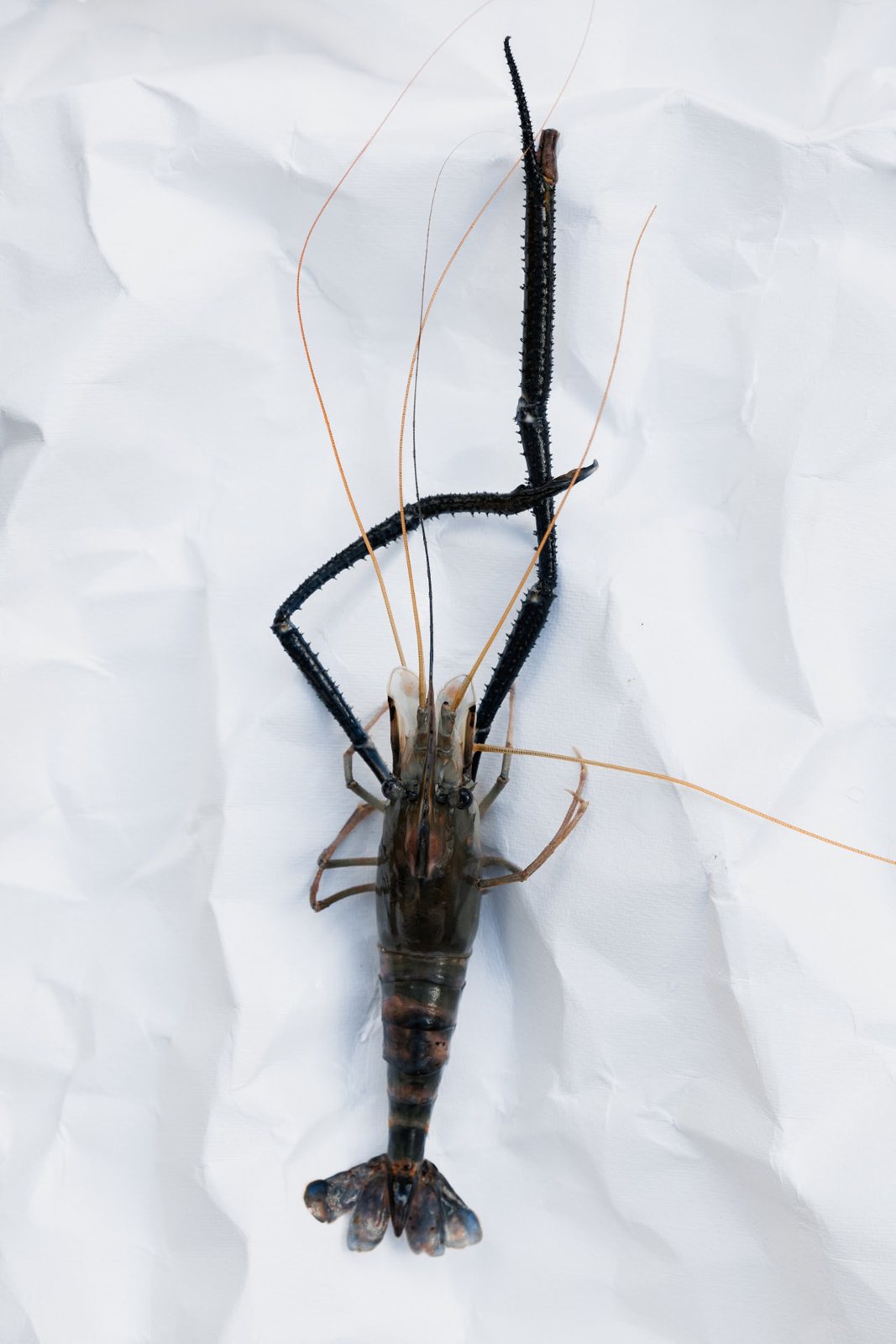 Georgian Royal Shrimp